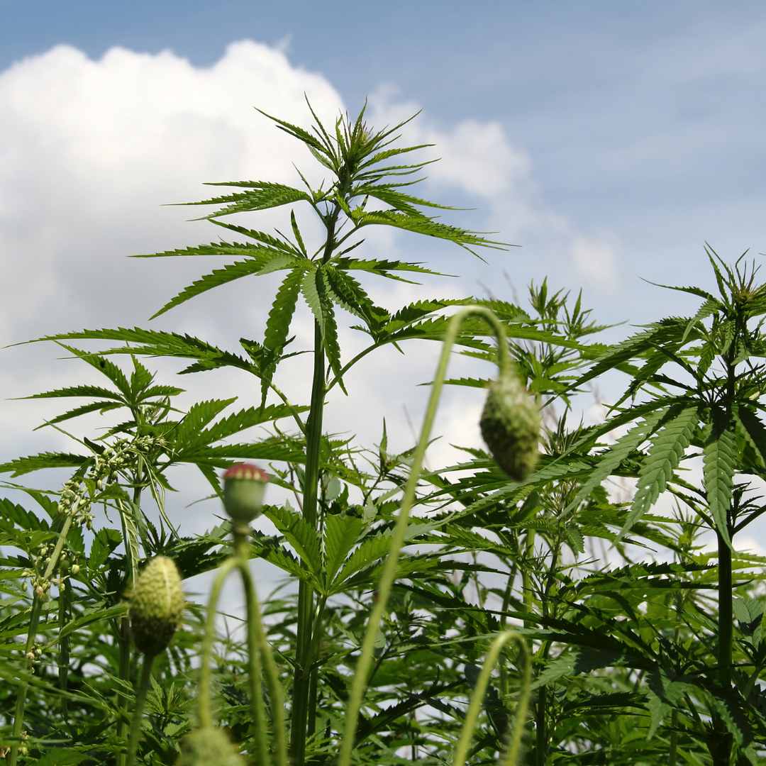 Cannabaceae : Une famille botanique riche et variée - Green Kartel : Site d'achat de CBD en France, Vente de CBD haut de gamme
