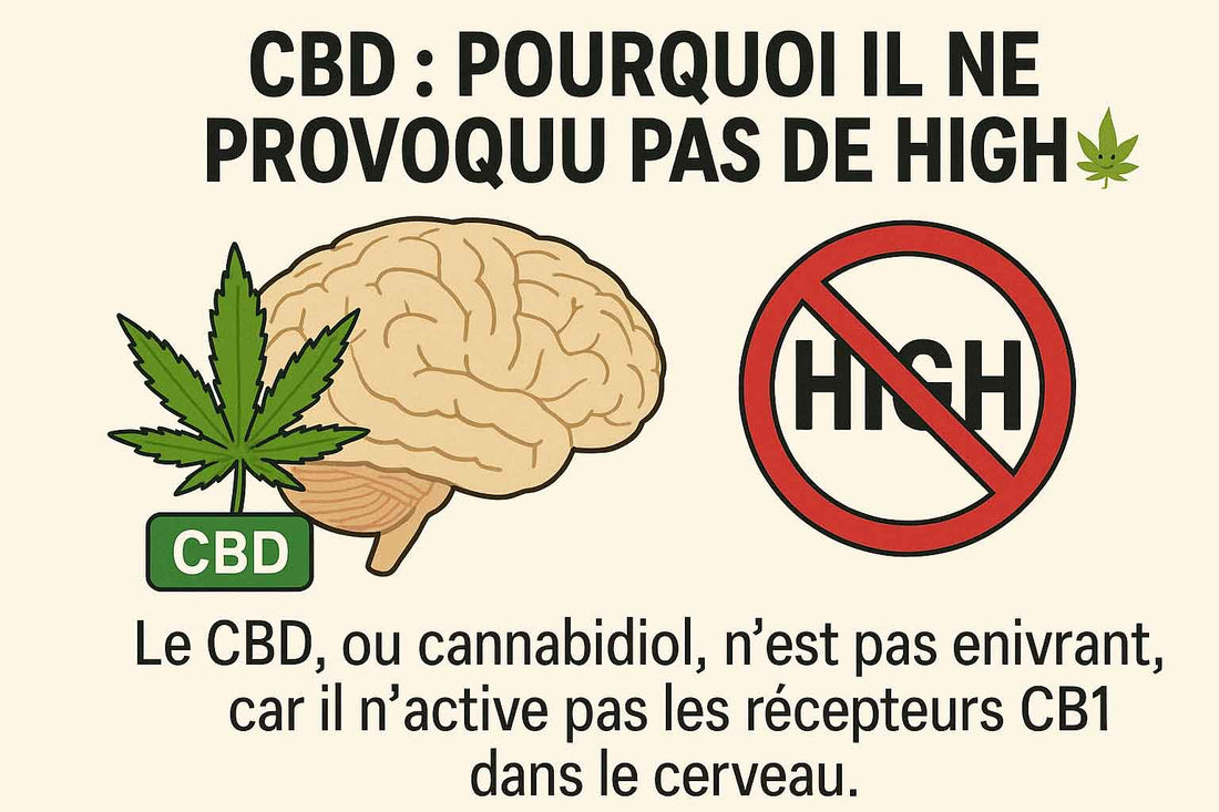 CBD planer : pourquoi il ne provoque pas de high 🌿