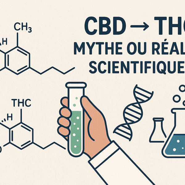 CBD se transforme en THC : mythe ou réalité scientifique (2026)