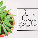 Comment acheter du CBD pas cher ? - Green Kartel : Site d'achat de CBD en France, Vente de CBD haut de gamme