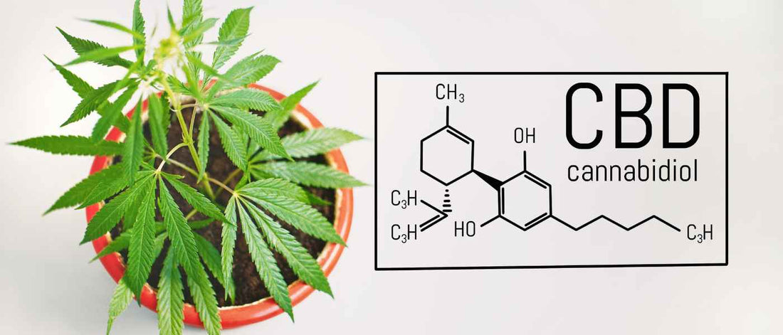 Comment acheter du CBD pas cher ? - Green Kartel : Site d'achat de CBD en France, Vente de CBD haut de gamme