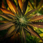Comment acheter parmi les meilleures marques de cannabis en France? - Green Kartel : Site d'achat de CBD en France, Vente de CBD haut de gamme