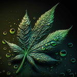 Comment le CBD diminue les effets du THC - Green Kartel : Site d'achat de CBD en France, Vente de CBD haut de gamme