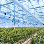 Comment sont fabriqués les distillats de cannabis ? - Green Kartel : Site d'achat de CBD en France, Vente de CBD haut de gamme