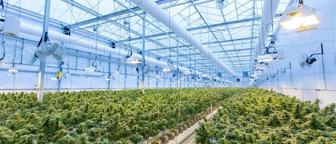 Comment sont fabriqués les distillats de cannabis ? - Green Kartel : Site d'achat de CBD en France, Vente de CBD haut de gamme