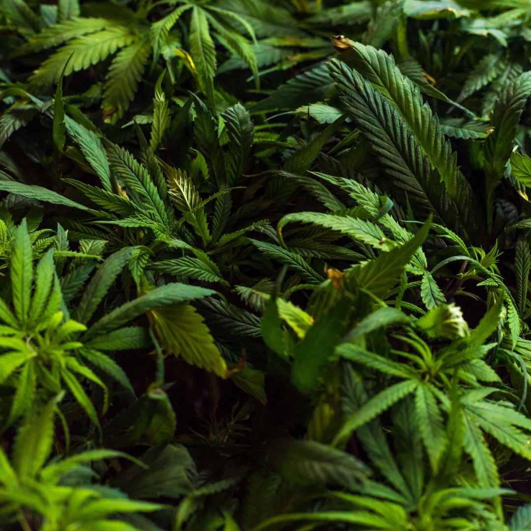 Cultiver des fleurs de CBD chez soi ? - Green Kartel : Site d'achat de CBD en France, Vente de CBD haut de gamme