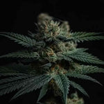 En France, les cultivateurs de CBD sont désormais « des agriculteurs comme les autres » - Green Kartel : Site d'achat de CBD en France, Vente de CBD haut de gamme