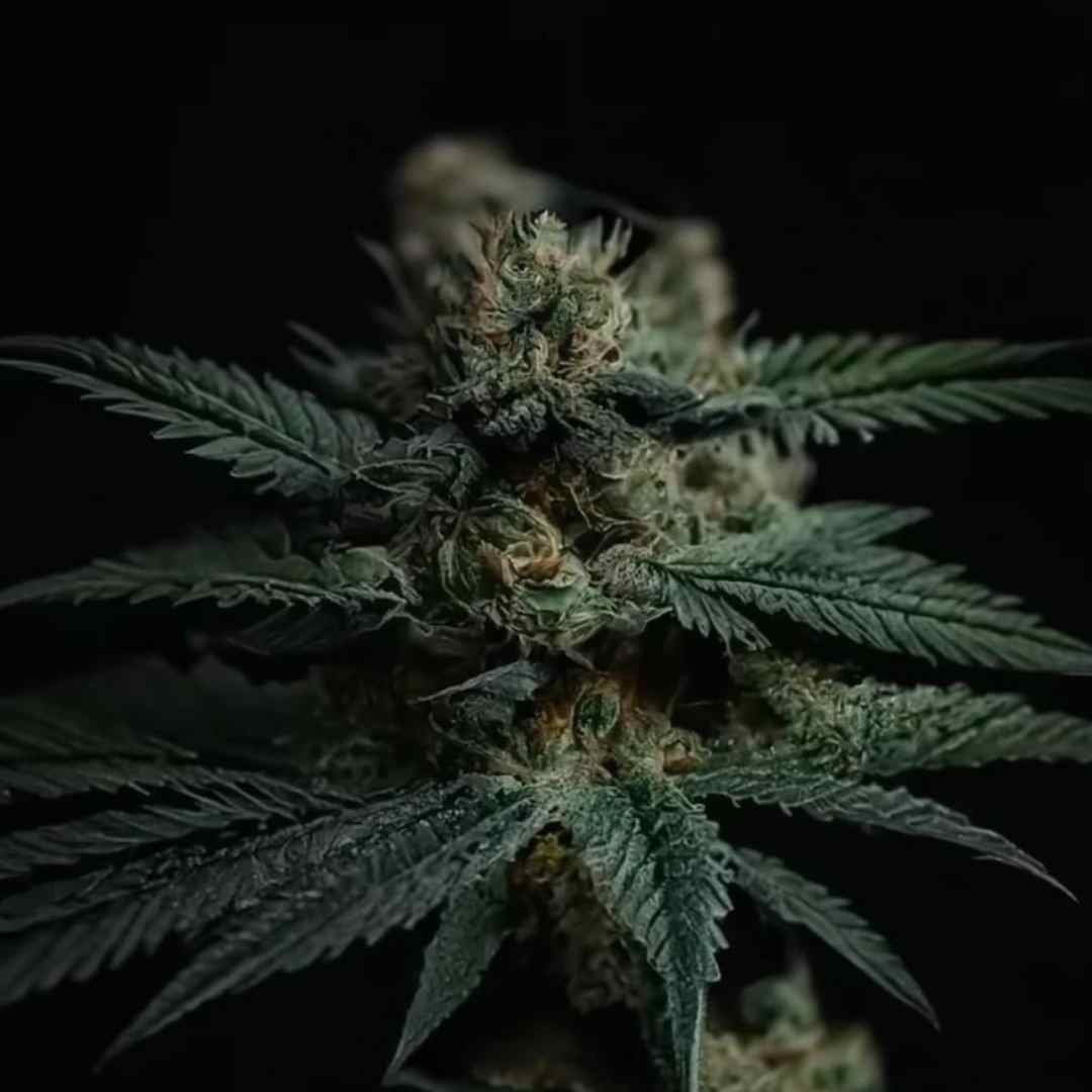 En France, les cultivateurs de CBD sont désormais « des agriculteurs comme les autres » - Green Kartel : Site d'achat de CBD en France, Vente de CBD haut de gamme