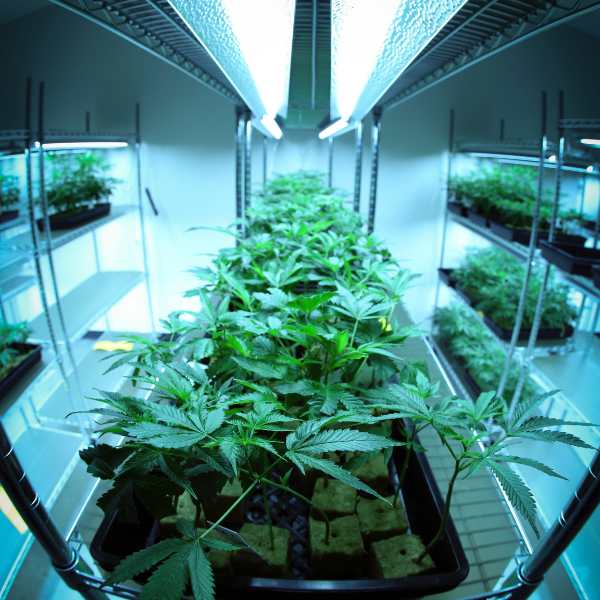Équipement pour l'extraction commerciale du cannabis - Green Kartel : Site d'achat de CBD en France, Vente de CBD haut de gamme