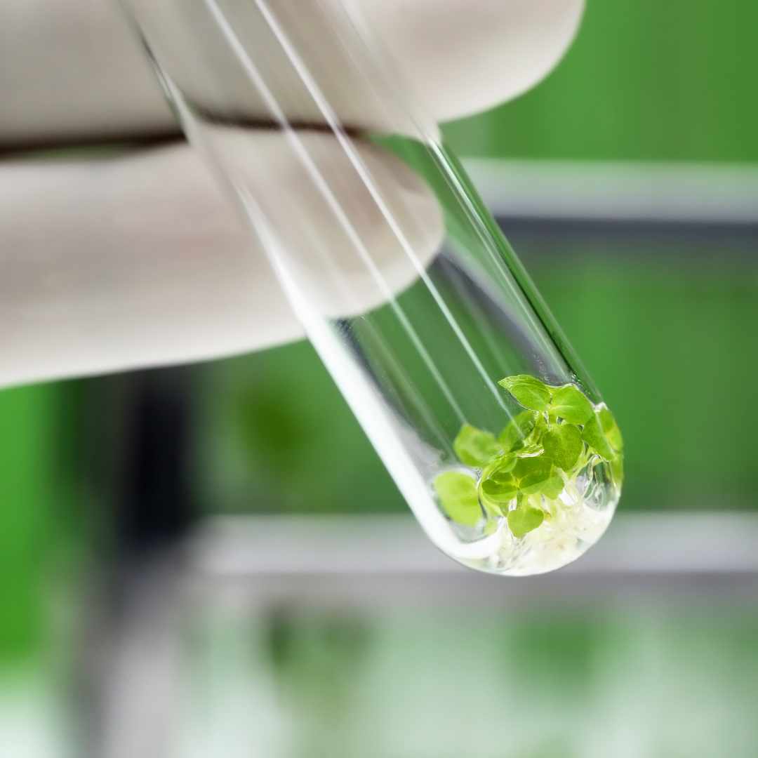 Hydroponie et CBD : découvrez la culture du cannabis sans sol - Green Kartel : Site d'achat de CBD en France, Vente de CBD haut de gamme