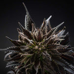 La légalisation encadrée du cannabis : une solution pour la santé publique - Green Kartel : Site d'achat de CBD en France, Vente de CBD haut de gamme