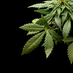 La meilleure beuh à consommer en 2023 : le guide complet de Green Kartel - Green Kartel : Site d'achat de CBD en France, Vente de CBD haut de gamme
