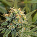 La variété Pineapple Express - Green Kartel : Site d'achat de CBD en France, Vente de CBD haut de gamme