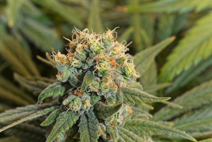 La variété Pineapple Express - Green Kartel : Site d'achat de CBD en France, Vente de CBD haut de gamme