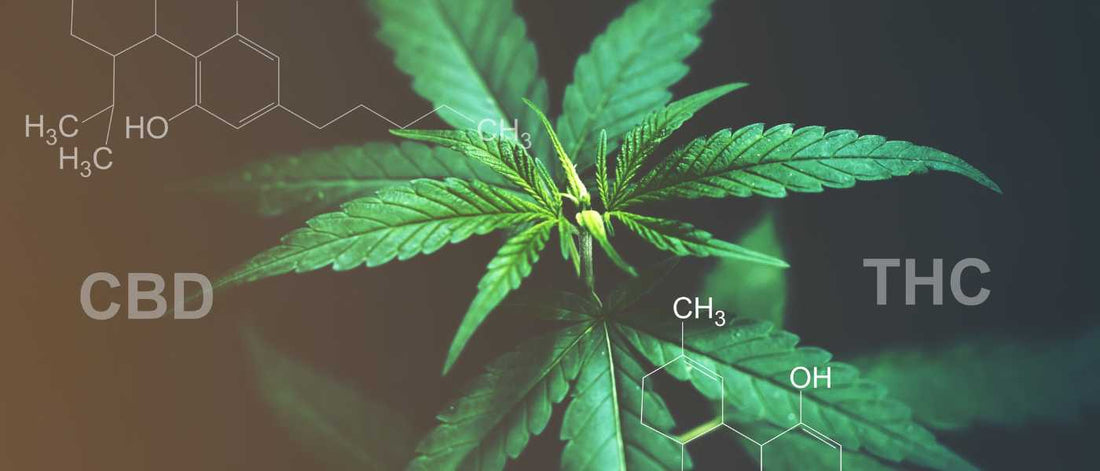 LE CBD : Avantages, utilisations et effets du cannabidiol - Green Kartel : Site d'achat de CBD en France, Vente de CBD haut de gamme