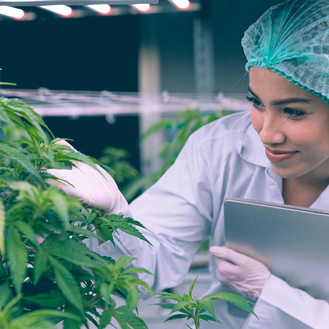 Le CBD et ses vertus thérapeutiques : Quelles maladies peut-il soigner ? - Green Kartel : Site d'achat de CBD en France, Vente de CBD haut de gamme