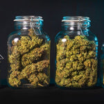 Le curing du cannabis : une étape importante - Green Kartel : Site d'achat de CBD en France, Vente de CBD haut de gamme