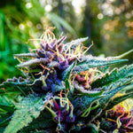 Les 6 meilleures variétés riche en CBD et faible en THC - Green Kartel : Site d'achat de CBD en France, Vente de CBD haut de gamme