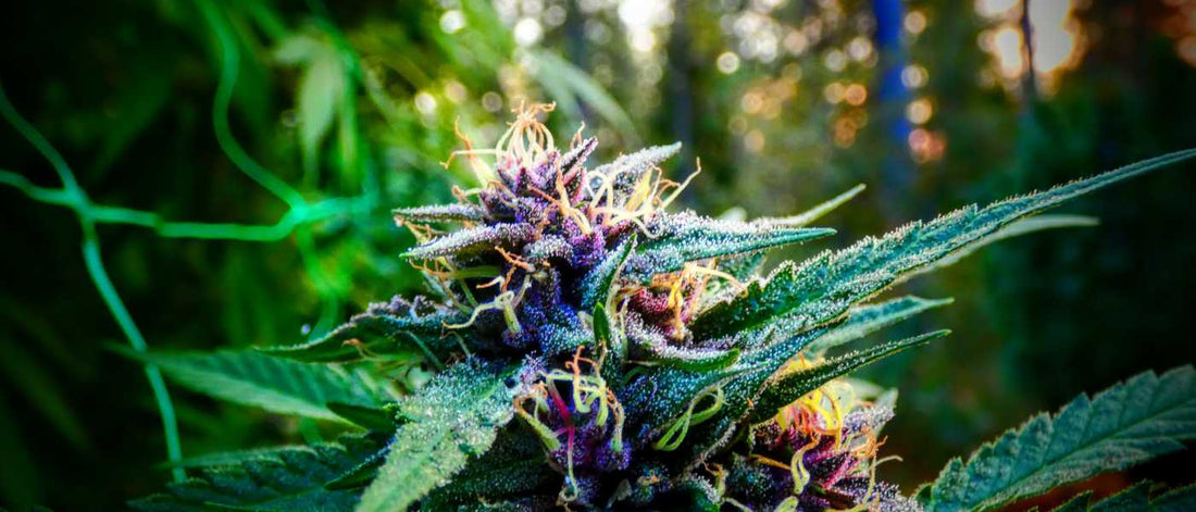 Les 6 meilleures variétés riche en CBD et faible en THC - Green Kartel : Site d'achat de CBD en France, Vente de CBD haut de gamme