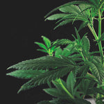 Les fleurs de CBD : quels sont les effets secondaires possibles ? - Green Kartel : Site d'achat de CBD en France, Vente de CBD haut de gamme