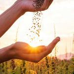 Les Meilleures Fleurs de CBD: Achetez en Ligne Aujourd'hui ! - Green Kartel : Site d'achat de CBD en France, Vente de CBD haut de gamme