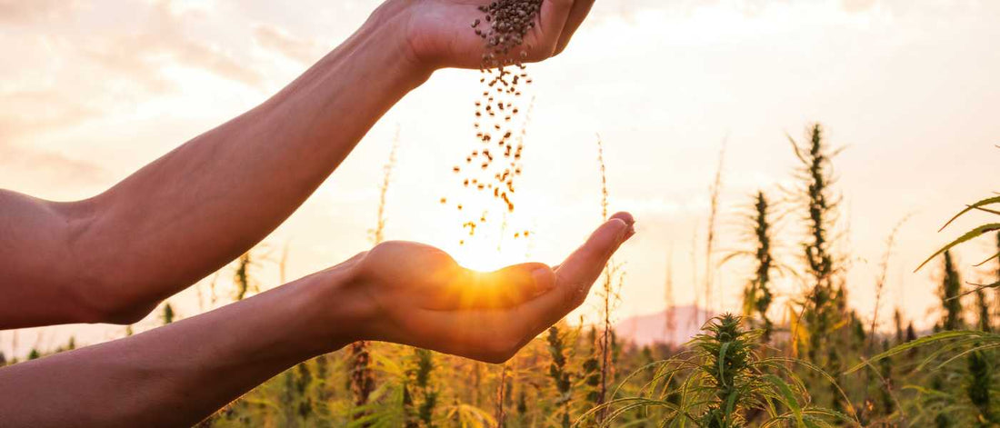Les Meilleures Fleurs de CBD: Achetez en Ligne Aujourd'hui ! - Green Kartel : Site d'achat de CBD en France, Vente de CBD haut de gamme
