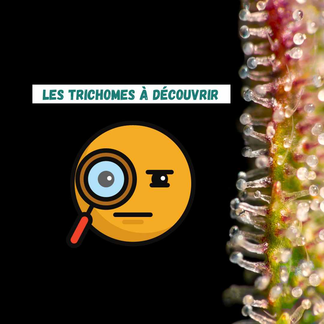 Que sont les trichomes du cannabis - Green Kartel : Site d'achat de CBD en France, Vente de CBD haut de gamme
