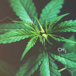 Quel âge faut-il avoir pour acheter du CBD ? - Green Kartel : Site d'achat de CBD en France, Vente de CBD haut de gamme