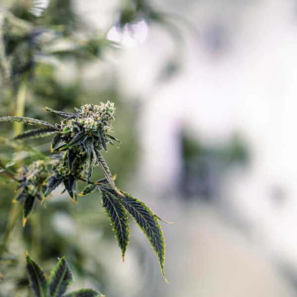 Quelle est la différence entre les fleurs et les résines de CBD ? - Green Kartel : Site d'achat de CBD en France, Vente de CBD haut de gamme