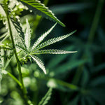 Qu'est-ce que le chanvre? : Guide essentiel et utilisations - Green Kartel : Site d'achat de CBD en France, Vente de CBD haut de gamme