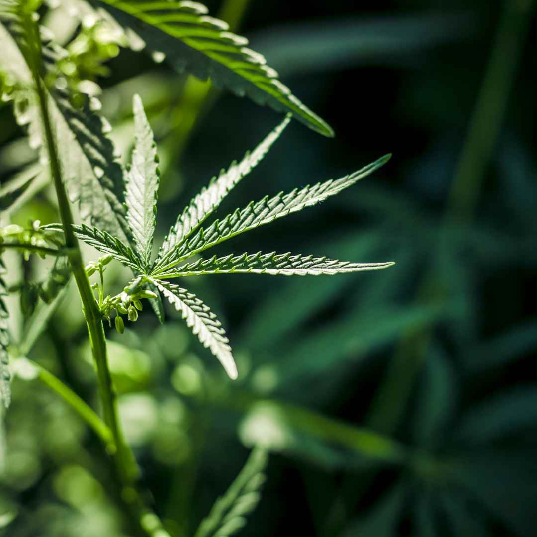 Qu'est-ce que le chanvre? : Guide essentiel et utilisations - Green Kartel : Site d'achat de CBD en France, Vente de CBD haut de gamme
