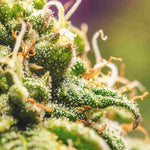 Qu'est ce que le delta-8 ? - Green Kartel : Site d'achat de CBD en France, Vente de CBD haut de gamme