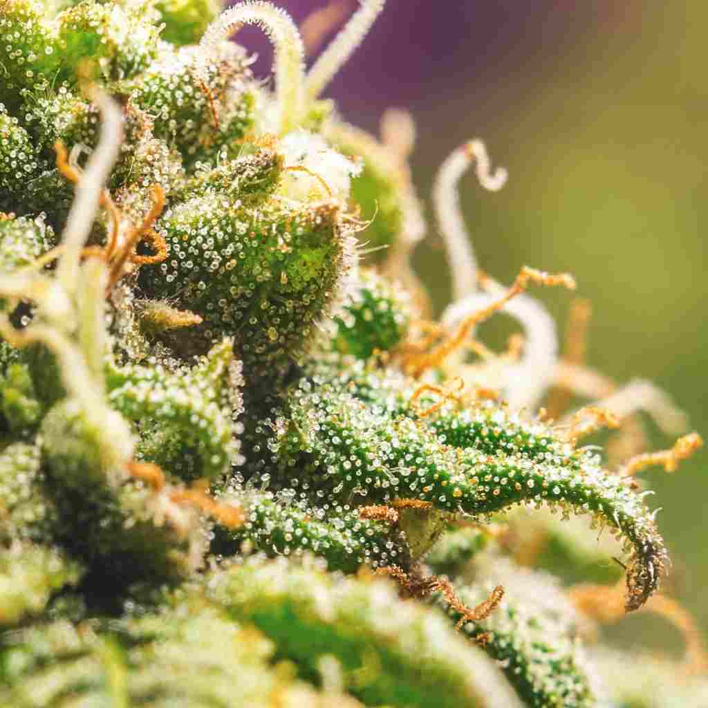 Qu'est ce que le delta-8 ? - Green Kartel : Site d'achat de CBD en France, Vente de CBD haut de gamme