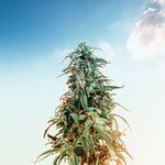 Qu'est-ce que le HHC ? - Green Kartel : Site d'achat de CBD en France, Vente de CBD haut de gamme
