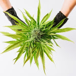 Qu'est-ce que l'effet d'entourage ? - Green Kartel : Site d'achat de CBD en France, Vente de CBD haut de gamme