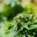 Terpènes dans le CBD - Green Kartel : Site d'achat de CBD en France, Vente de CBD haut de gamme