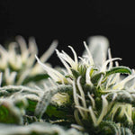 THC : Compréhension du Delta-9-tétrahydrocannabinol - Green Kartel : Site d'achat de CBD en France, Vente de CBD haut de gamme