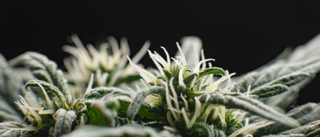 THC : Compréhension du Delta-9-tétrahydrocannabinol - Green Kartel : Site d'achat de CBD en France, Vente de CBD haut de gamme