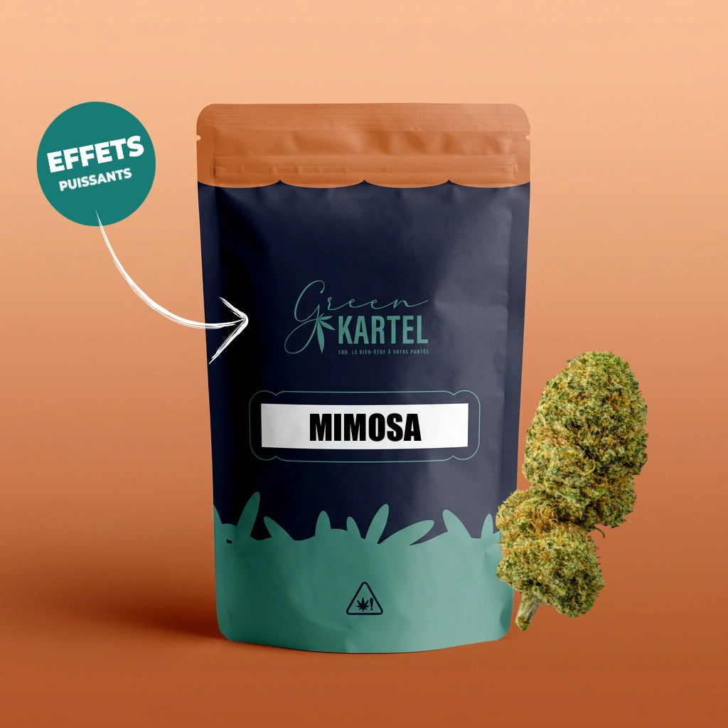 Mimosa GK Amplifié