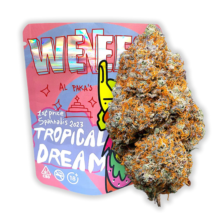 Variété Tropical Dream - 1er Spannabis Cup 2023 🏆