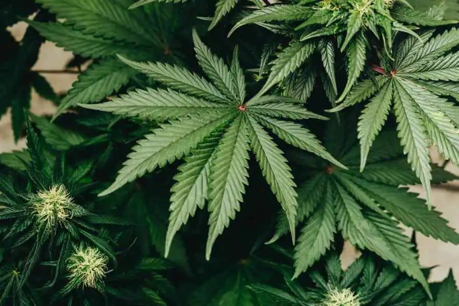 fleurs cbd