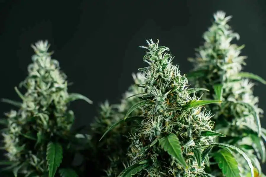 fleurs cbd indoor