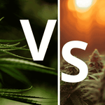 sativa vs indica