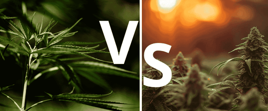 sativa vs indica