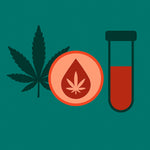 cannabis dans le sang