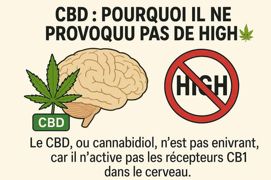 CBD planer : pourquoi il ne provoque pas de high 🌿