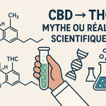 CBD → THC : mythe ou réalité scientifique ? 🧪