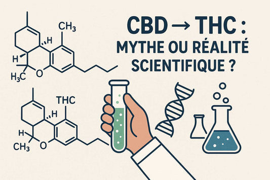CBD → THC : mythe ou réalité scientifique ? 🧪