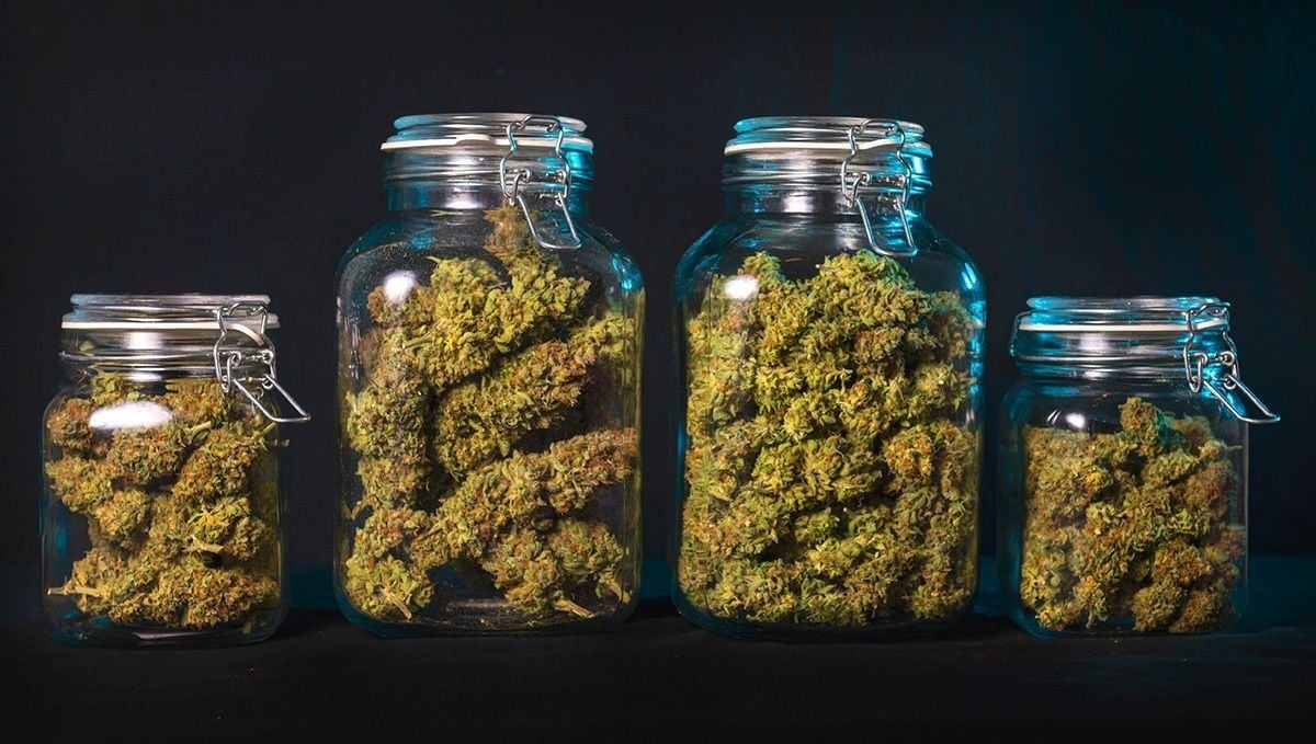 Le curing du cannabis : une étape importante - Green Kartel  : Site d'achat de CBD en France, Vente de CBD haut de gamme