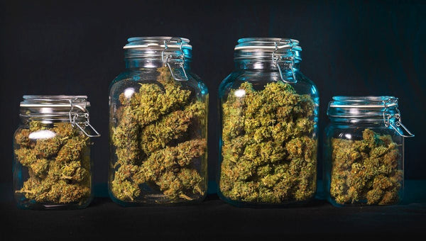 Bocaux de fleurs CBD en cours de curing, affinage post-récolte